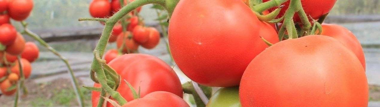 «первоклашка» – безрассадный томат для открытого грунта
