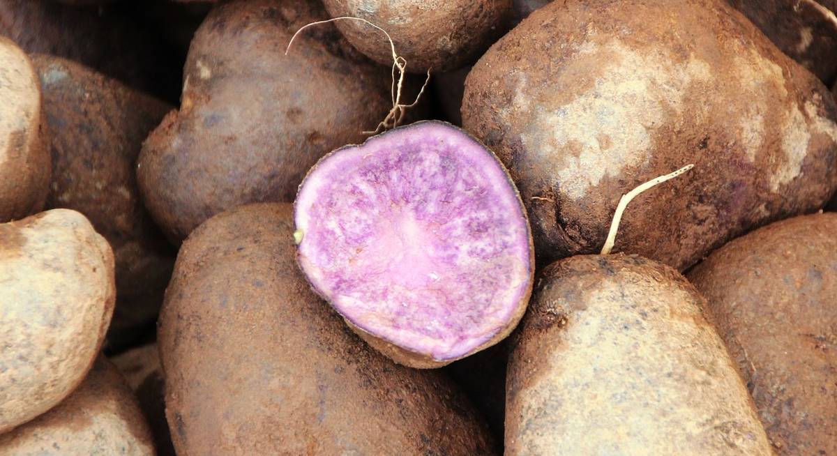 Фиолетовые сорта картофеля: описание, полезные свойства