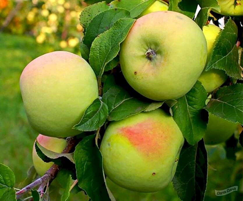 Описание сорта яблони мартовское: фото яблок, важные характеристики, урожайность с дерева