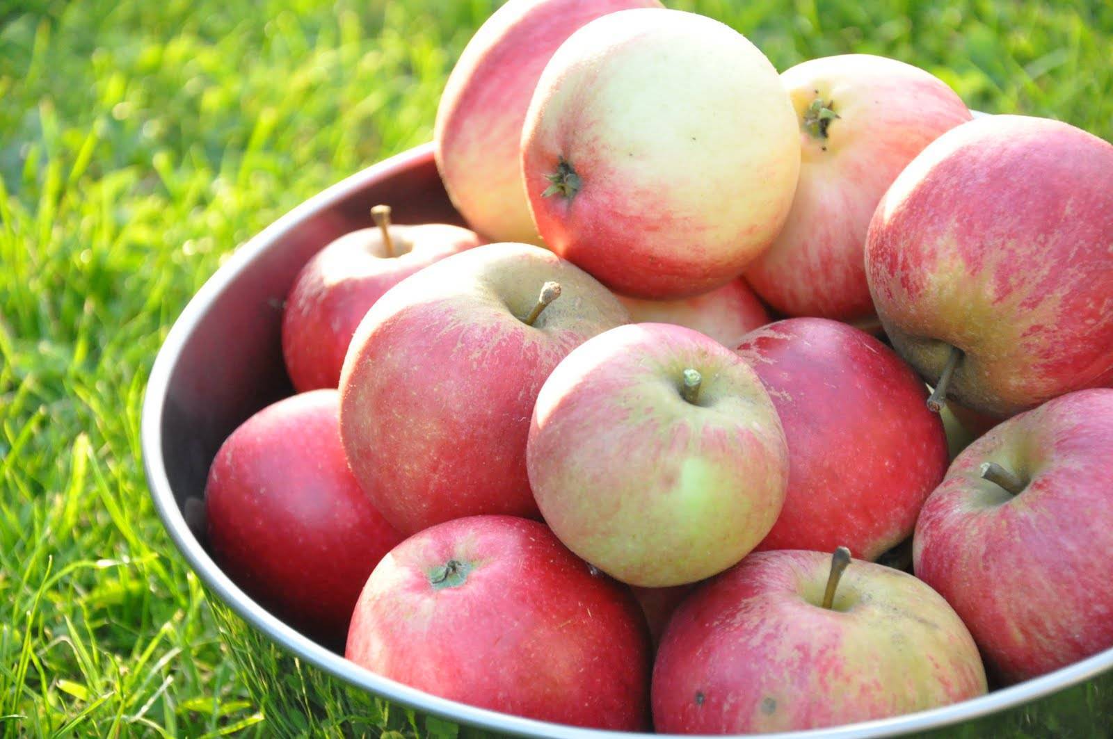 Сладкие сорта. Яблоки Альба. Сорт яблок Клюгер. Сорт яблони Санданс. Сорт яблок Салгирка.