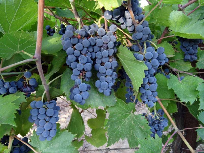 Сорт винограда «марсело»: описание и особенности применения косточек