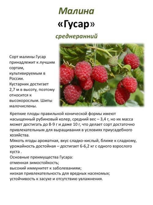 Raspberry news миколайчика