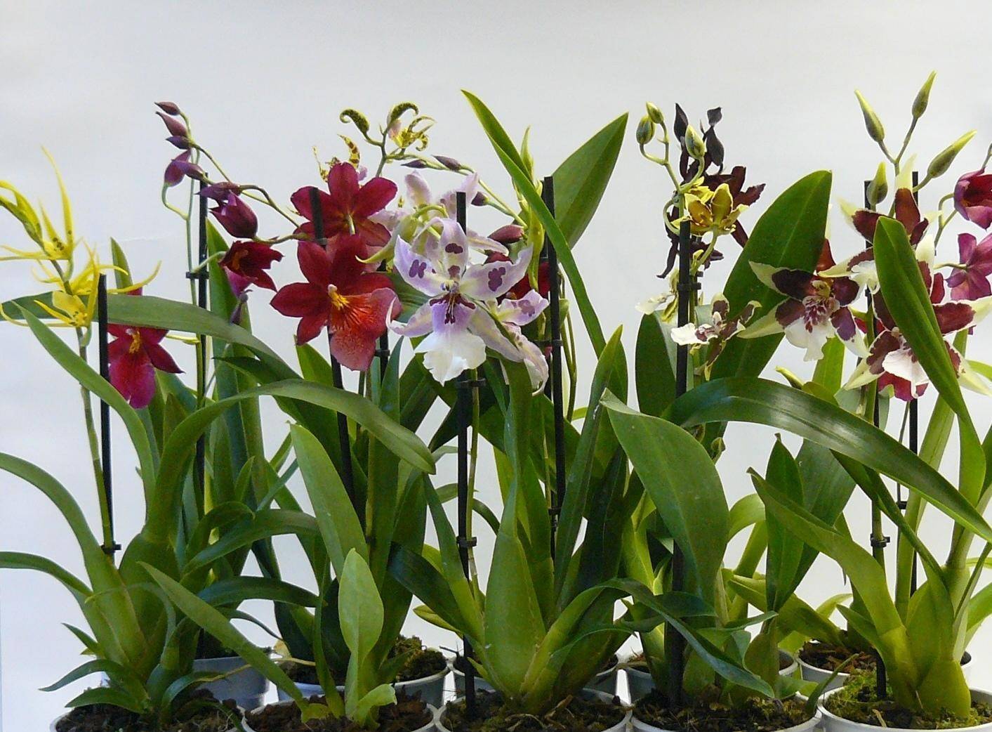 Орхидные растения фото и названия