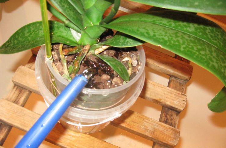 Полив орхидей в домашних условиях: способы полива орхидей