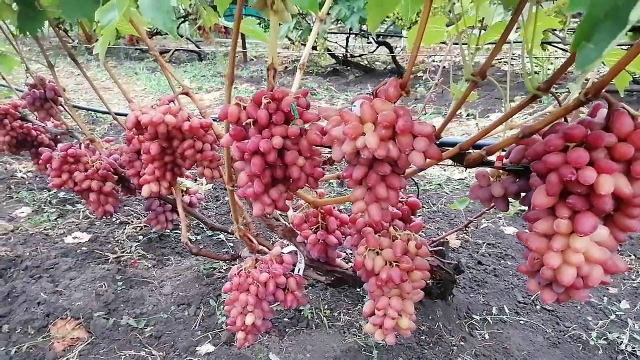 Вячеслав король саженцы винограда осенью