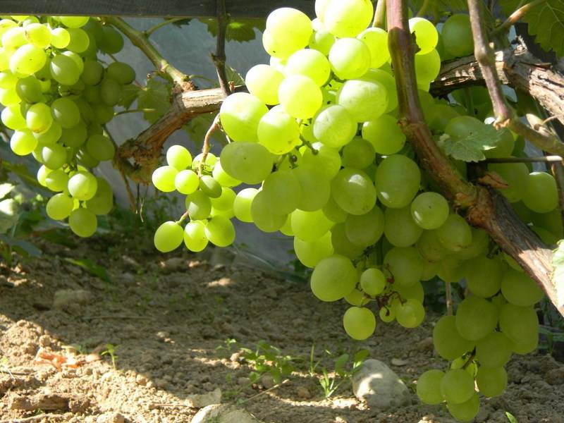 ✅ сорт винограда белое чудо фото и описание. виноград белое чудо: особенности сорта