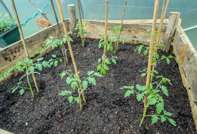 Выращивание высокорослых томатов в открытом грунте