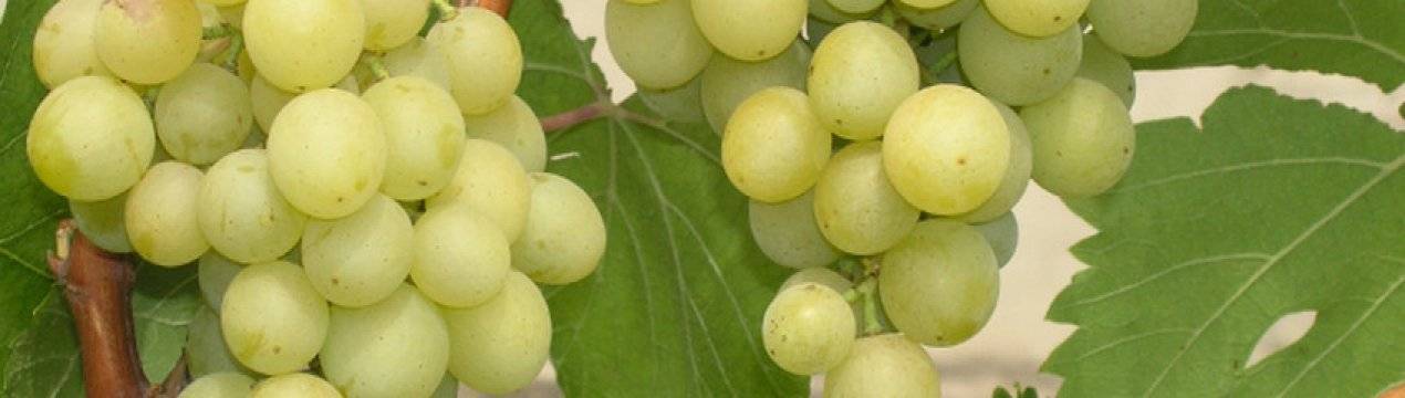 Виноград сорта богатяновский: особенности выращивания и ухода