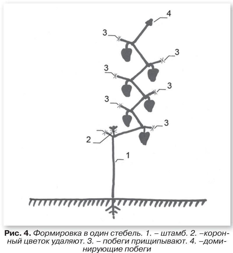 Формировка дыни в теплице