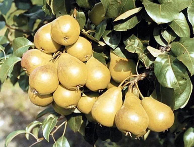 Сорт груши рогнеда: непривычно круглые фрукты