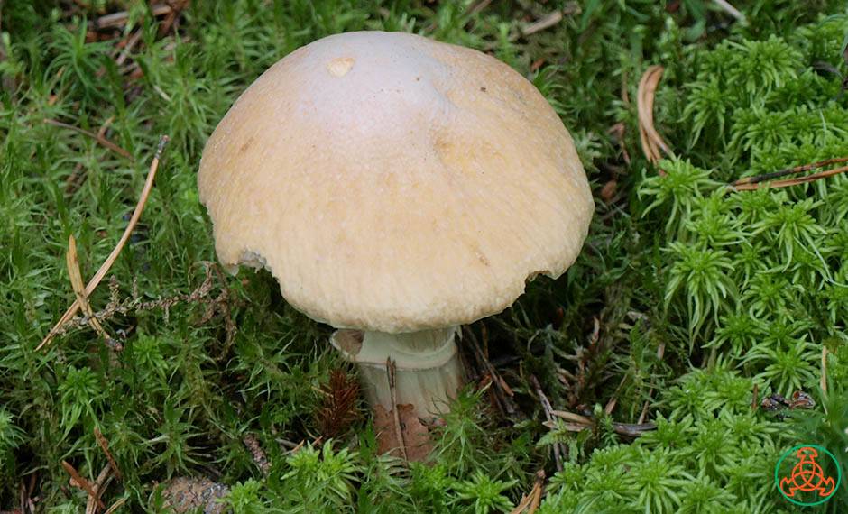 ✅ курочки грибы описание. описание гриба колпак кольчатый