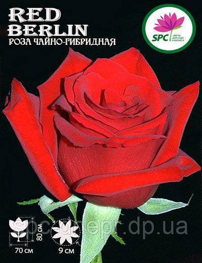 Чайно-гибридная роза сорта Red Berlin (Ред Берлин): посадка и уход
