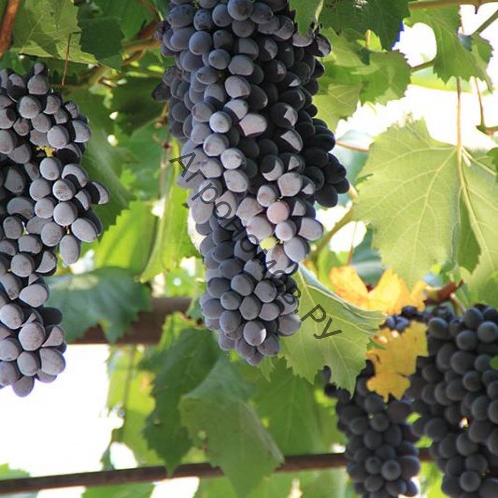 Виноград юпитер: описание сорта, выращивание, фото, видео, отзывы