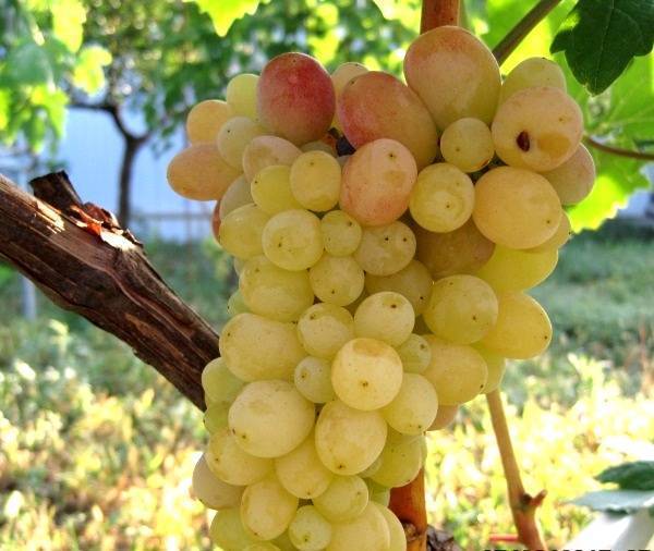 Виноград тасон, описание сорта тасон