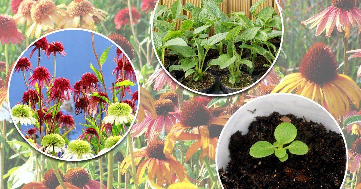 Эхинацея: выращивание и уход в открытом грунте из семян, когда сажать на рассаду, полезные свойства настойки