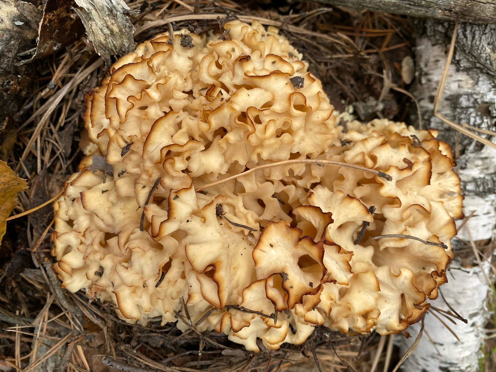 Характеристика гриба спарассис курчавый