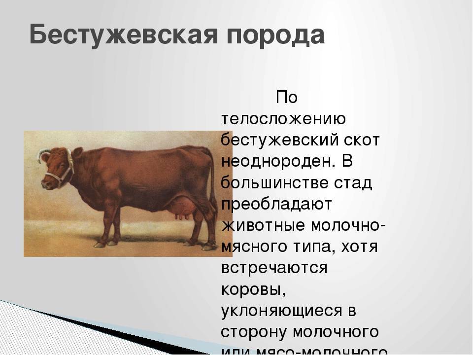 Швицкая бурая порода коров: характеристики – экстерьер и характер, стоимость нетелей