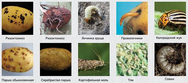 Какие насекомые поедают клубни и листья картошки и меры борьбы с ними