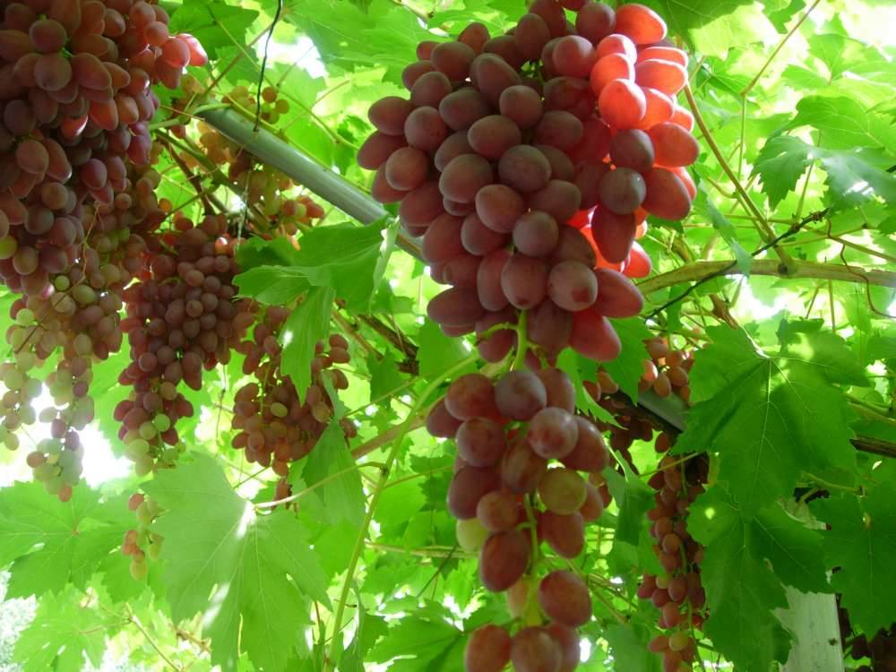 Сорт винограда кишмиш велес фото и описание