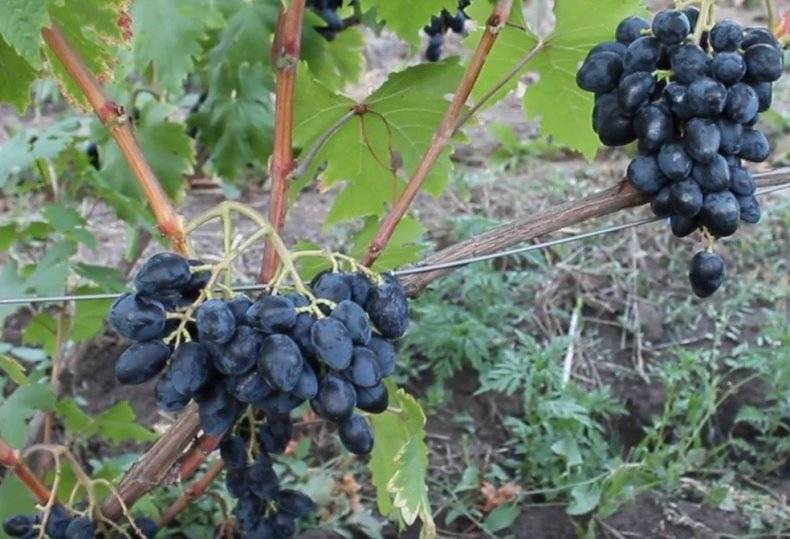 Описание сорта винограда ромбик: фото и отзывы