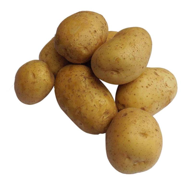 Картофель "джувел": описание сорта, фото и характеристики семенной картошки русский фермер