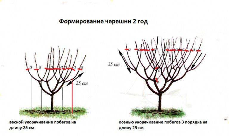 Обрезка вишни весной для начинающих в картинках пошагово