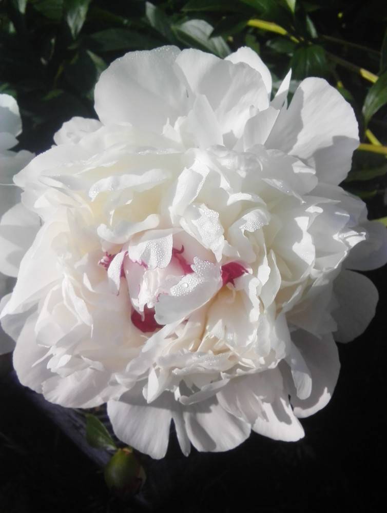 Пион ширли темпл (paeonia shirley temple)