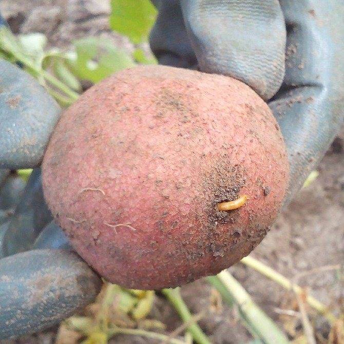Как бороться с проволочником на картофеле: 3 основных способа