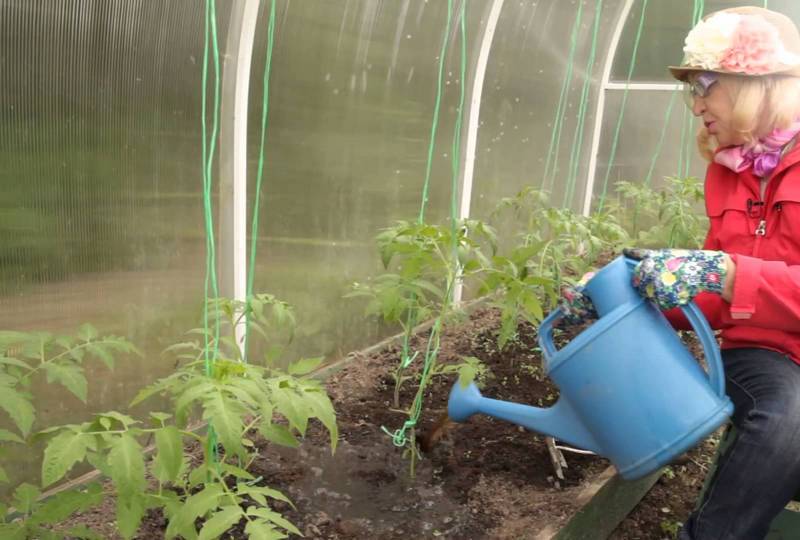 Полив помидоров в теплице: как часто и как правильно нужно поливать