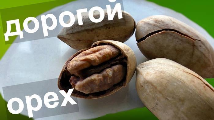 Самый дорогой орех в мире