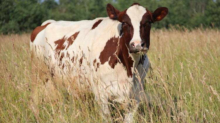 Айрширская порода коров: характеристика и описание крс, окрас, содержание и уход, кормление