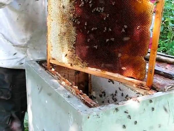 Правила подготовки пчел к зиме в сентябре: создание условий для зимовки пчелиных семей, формирование гнезда