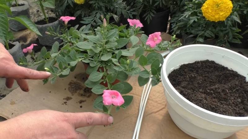 Выращивание петунии на садовом участке — секреты обильного цветения