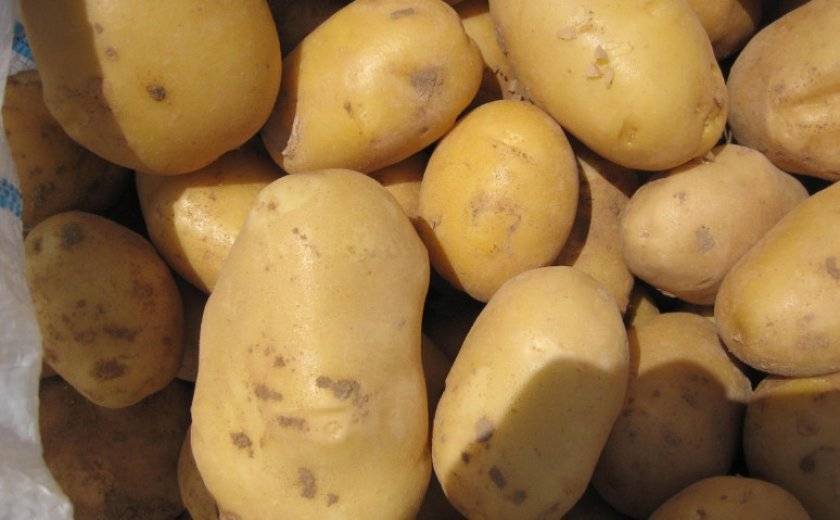 Топ-30 ранних сортов картофеля для вашего огорода