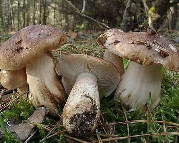 Где растут подтопольники? а также, где и когда собирать эти грибы...
