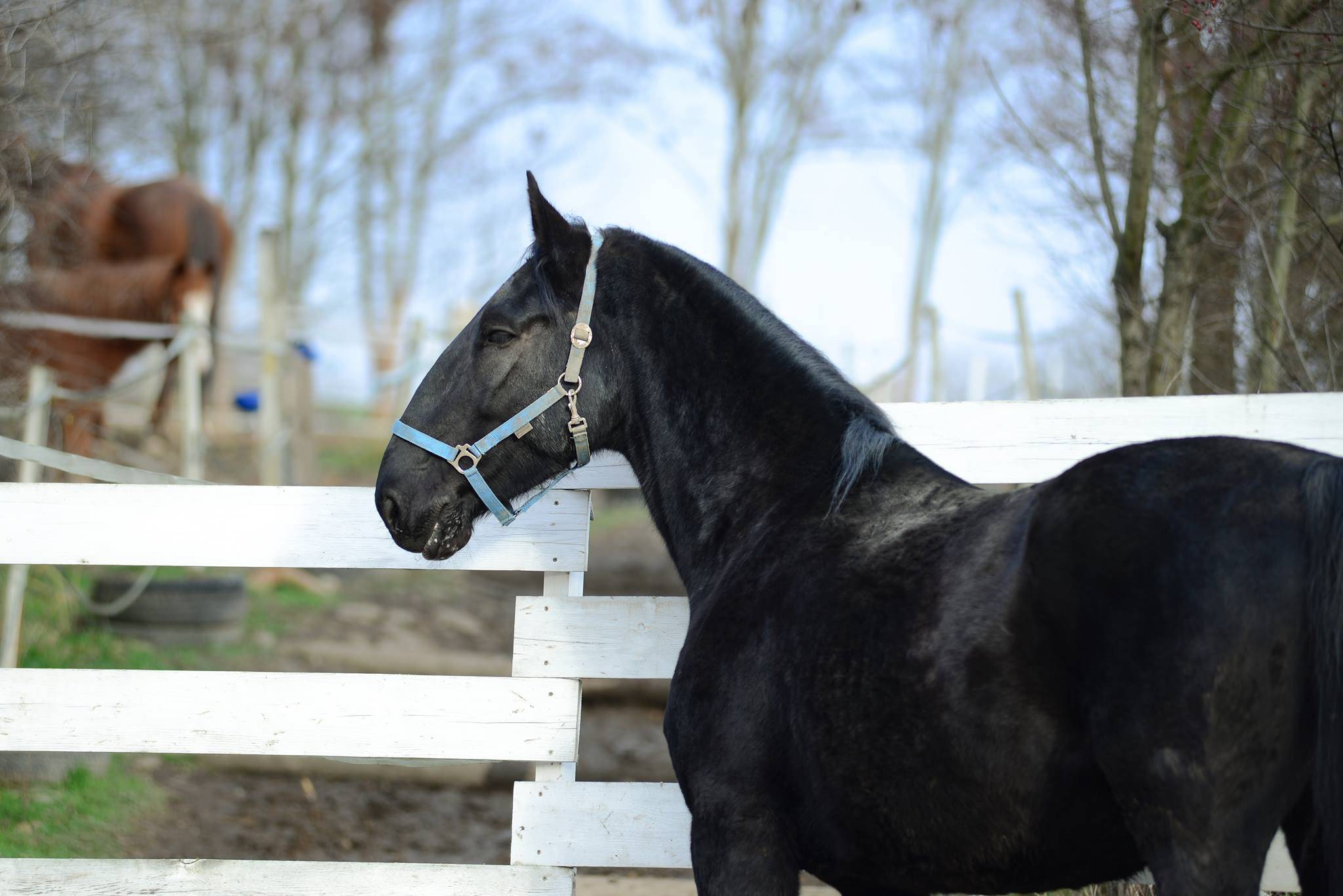 Кладрубская лошадь: описание породы, характеристика, фото