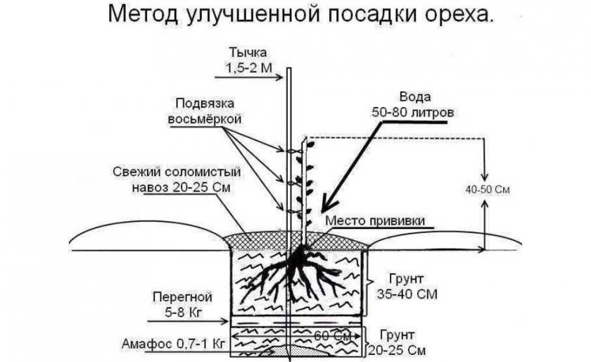 Схема посадки миндаля