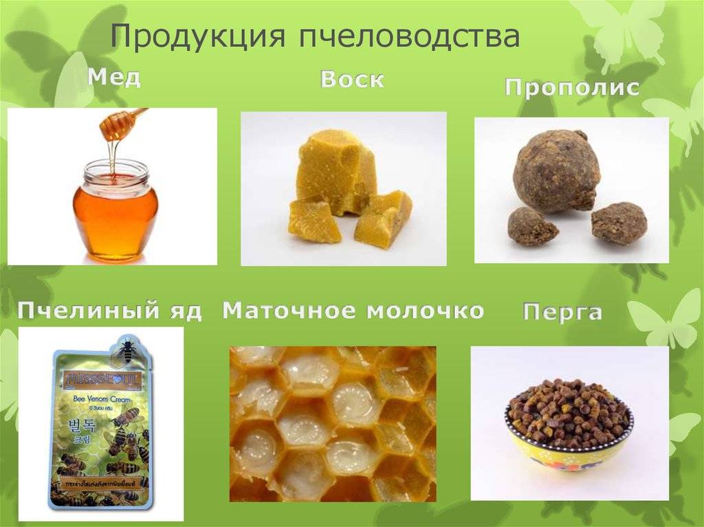 Продукты пчеловодства и их использование человеком: мед, перга, прополис, пыльца, забрус, обножка, подмор, маточное и трутневое молочко.