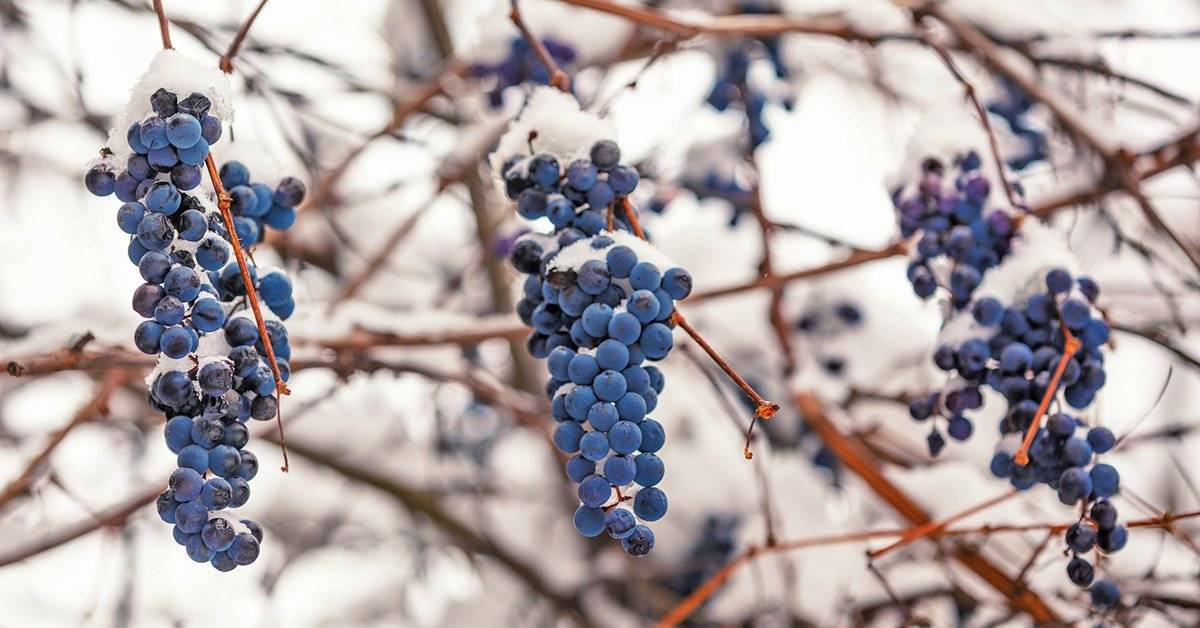 Виноделие сша (америки): классификация вин, особенности, регионы, сорта, характеристики