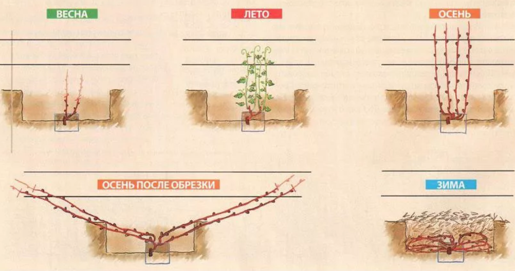 Как растет виноград схема