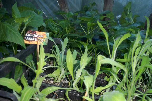 Венидиум: выращивание из семян в домашних условиях, когда сажать, фото