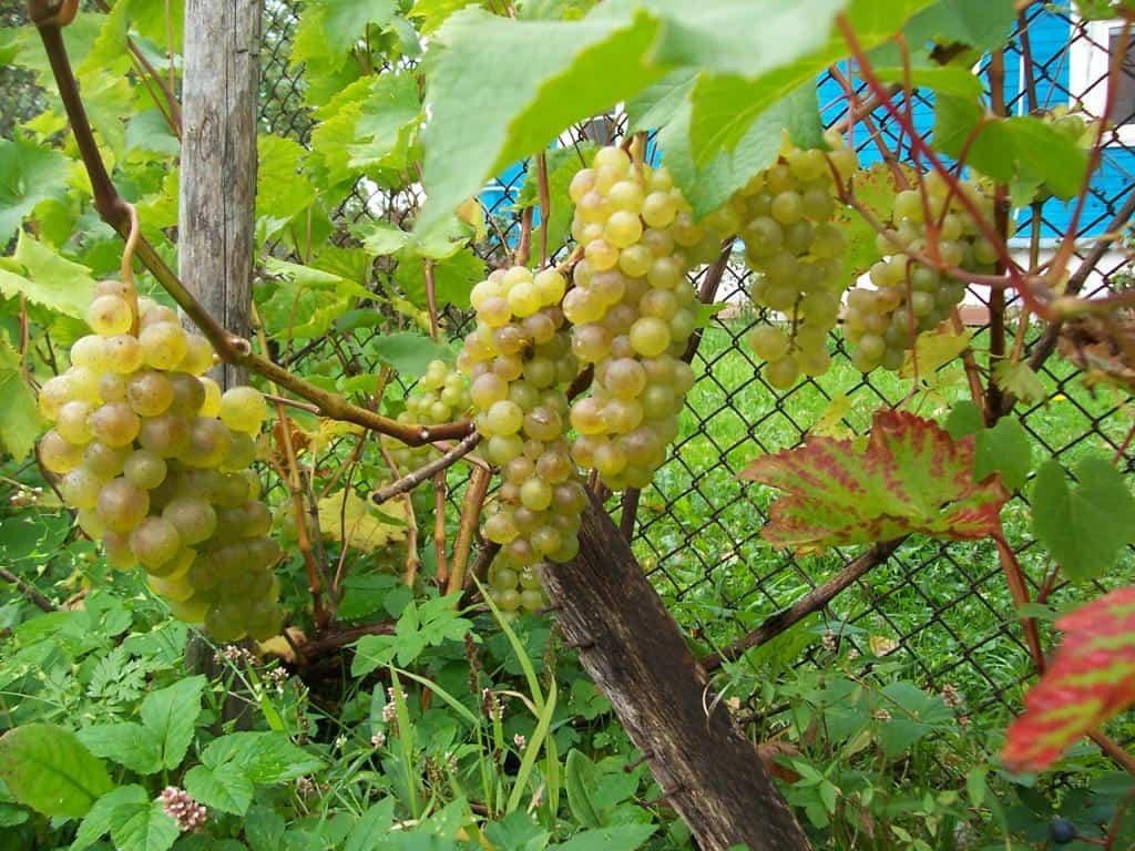 Виноград бианка (бьянка): описание сорта, фото, отзывы