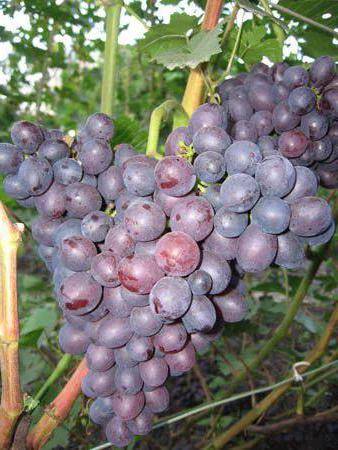 Виноград краса никополя: описание сорта и характеристики, посадка и уход