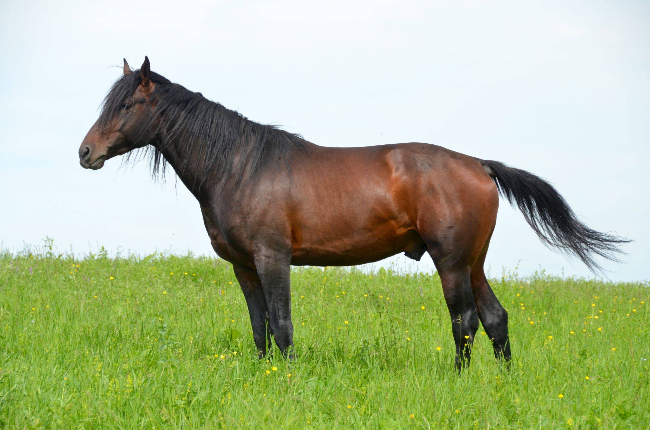 Кабардинская (черкесская) порода лошадей: описание, особенности ухода и разведения