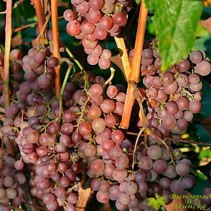 Сорт винограда русский ранний - садоводство для начинающих