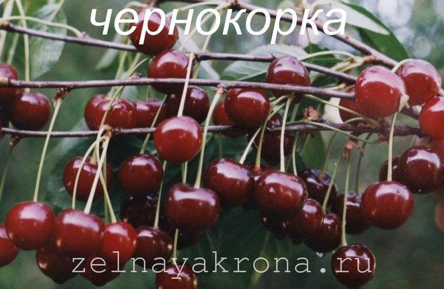 Чернокорка вишня: характеристика и описание сорта, выращивание и уход