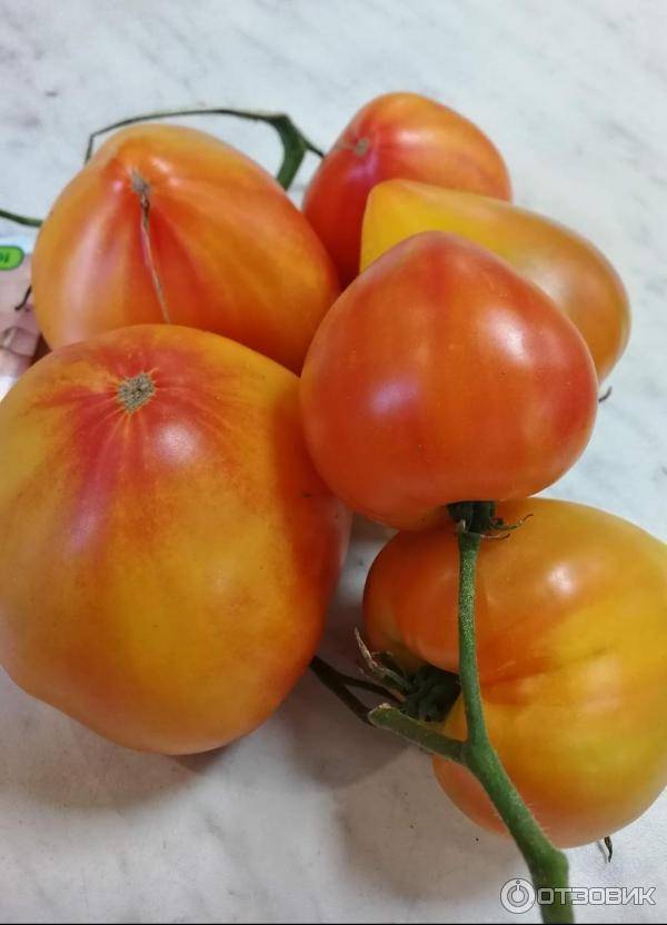 Сорт томата сокровище инков: описание, выращивание, отзывы, фото