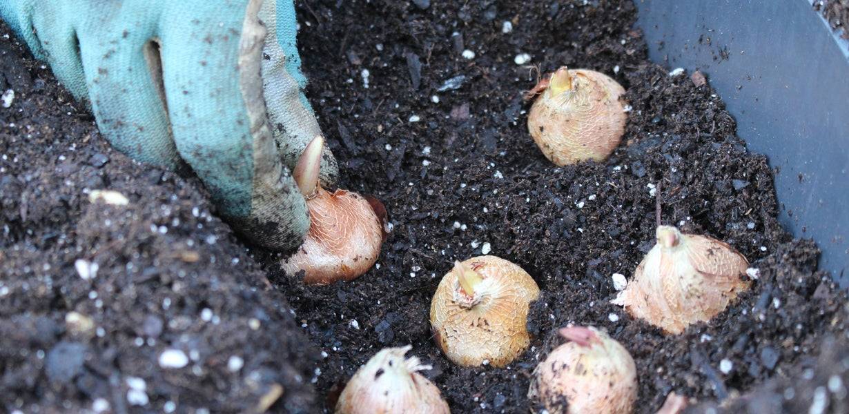 Посадка гладиолуса весной в открытый грунт: особенности ухода и выращивания