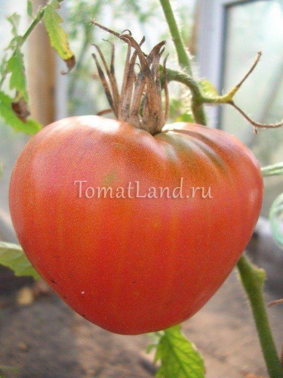 Раннеспелые томаты для соков, салатов и консервации «фатима» — характеристика и описание сорта