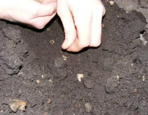 Посадка свеклы в открытый грунт весной и уход за ней